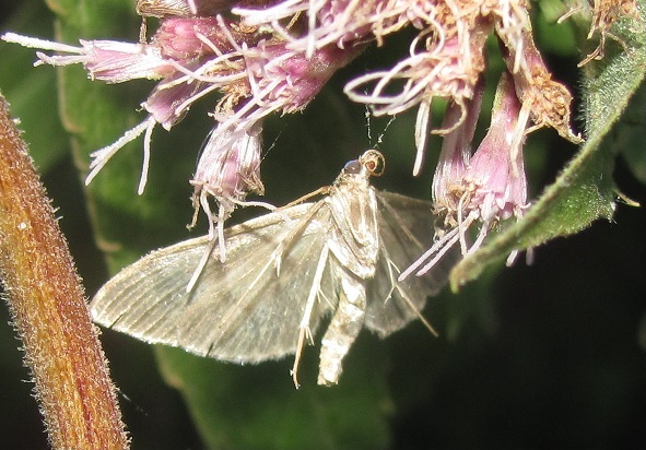 Anania lancealis, si